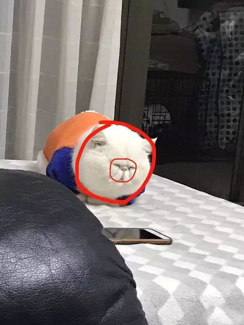 好像吃了保龄球的汤姆猫